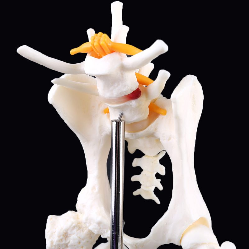 Hond Canine Lumbale Heup Joint Met Dijbeen Model Onderwijs Anatomie Skelet Display