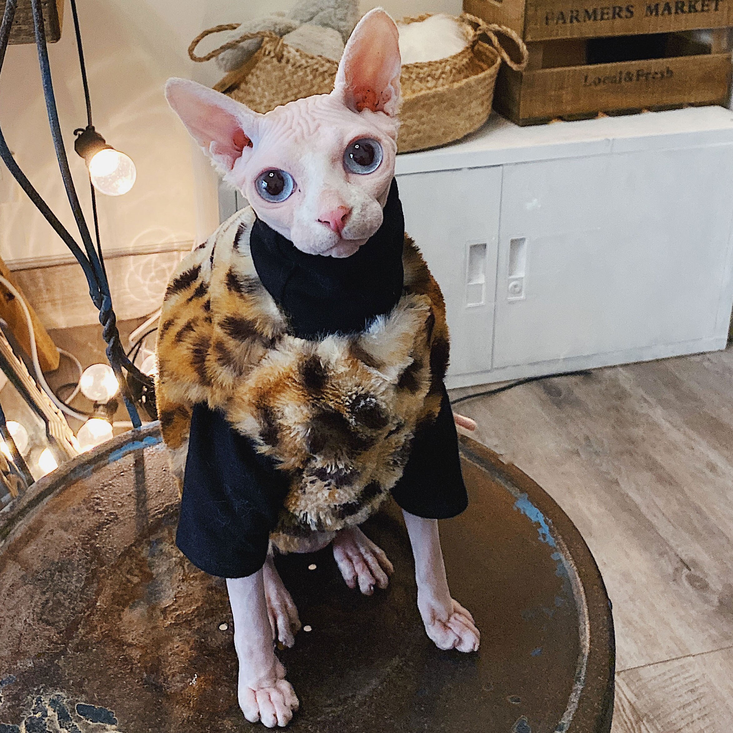 T-shirt Anti-allergie pour chat Sphinx, vêtement d&#39;été en coton noir et blanc pour animal de compagnie