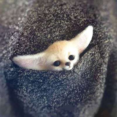 Diy Dieren Broche Vos Hond Kat Wol Naaldvilten Materiaal Pakket Wolvilt Craft Poke Set Handwerk: 07