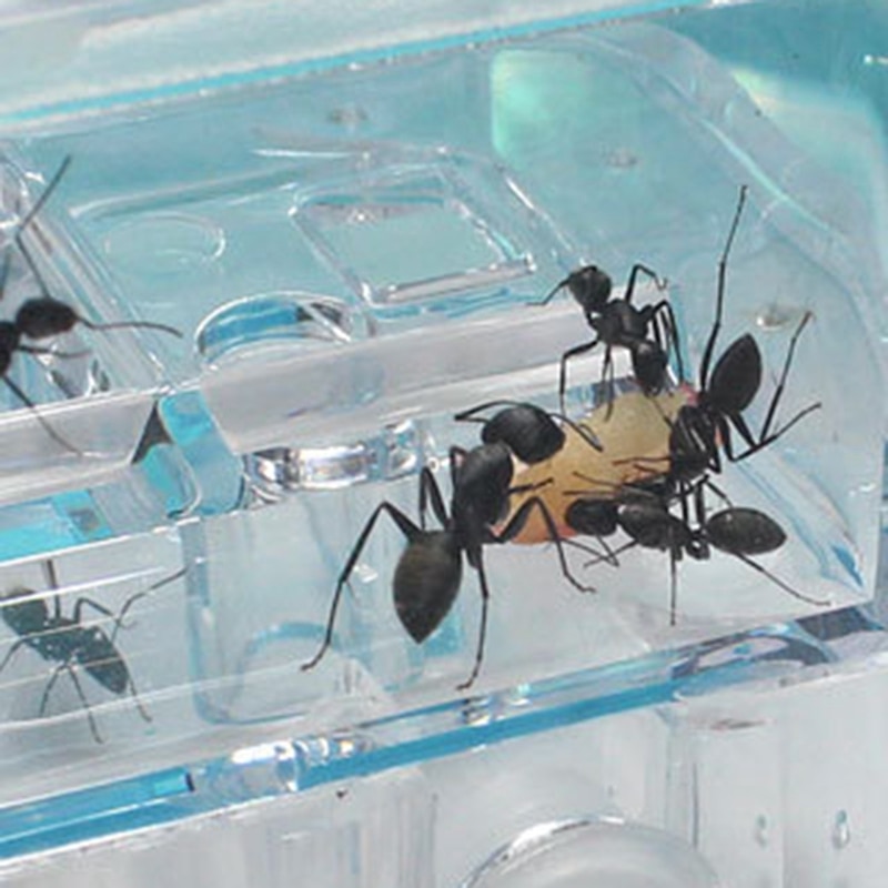 DIY Moisture with Feeding Area Ant Nest Ant Farm Ant Nests Villa Pet for House Ants Ant Workshop Ant Nest Science Educational To