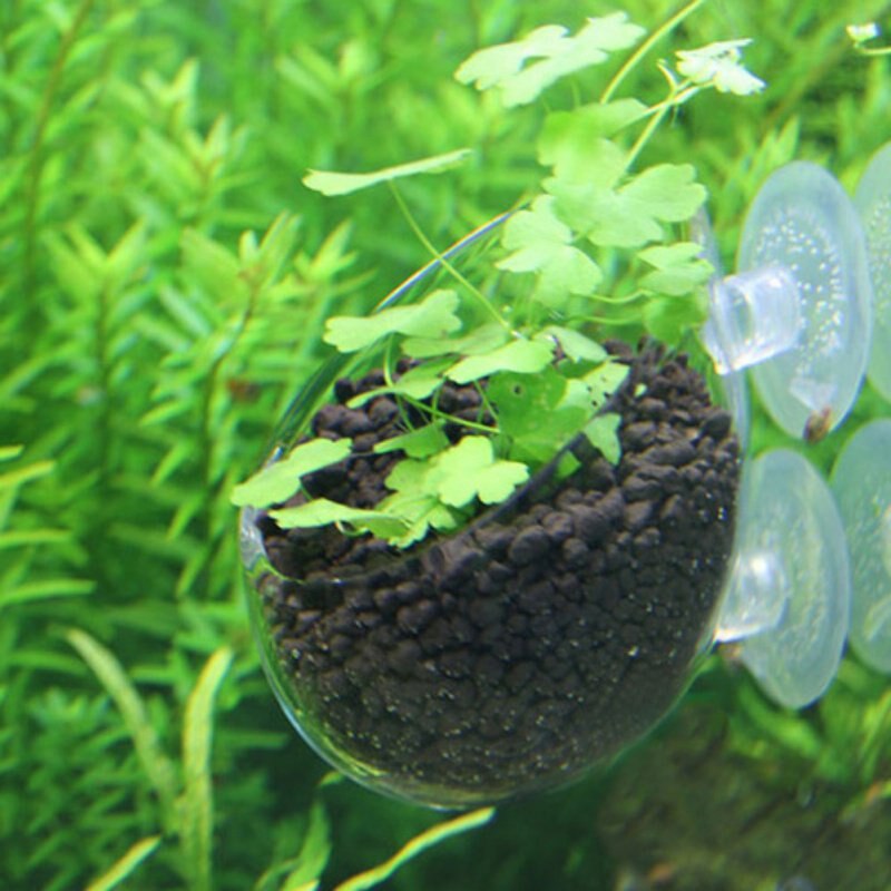 Plantación de semillas acuáticas para acuario ecológico, para paisaje, paisaje y plantas de barro que vivas, semillas acuáticas de agua dulce