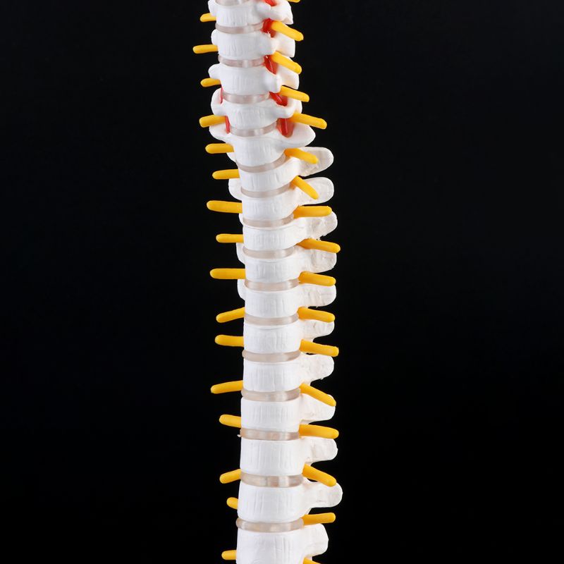 45cm Flexible Human Spinal Column Vertebral Lumbar Curve Anatomical Model Anatomy Spine Teaching Tool