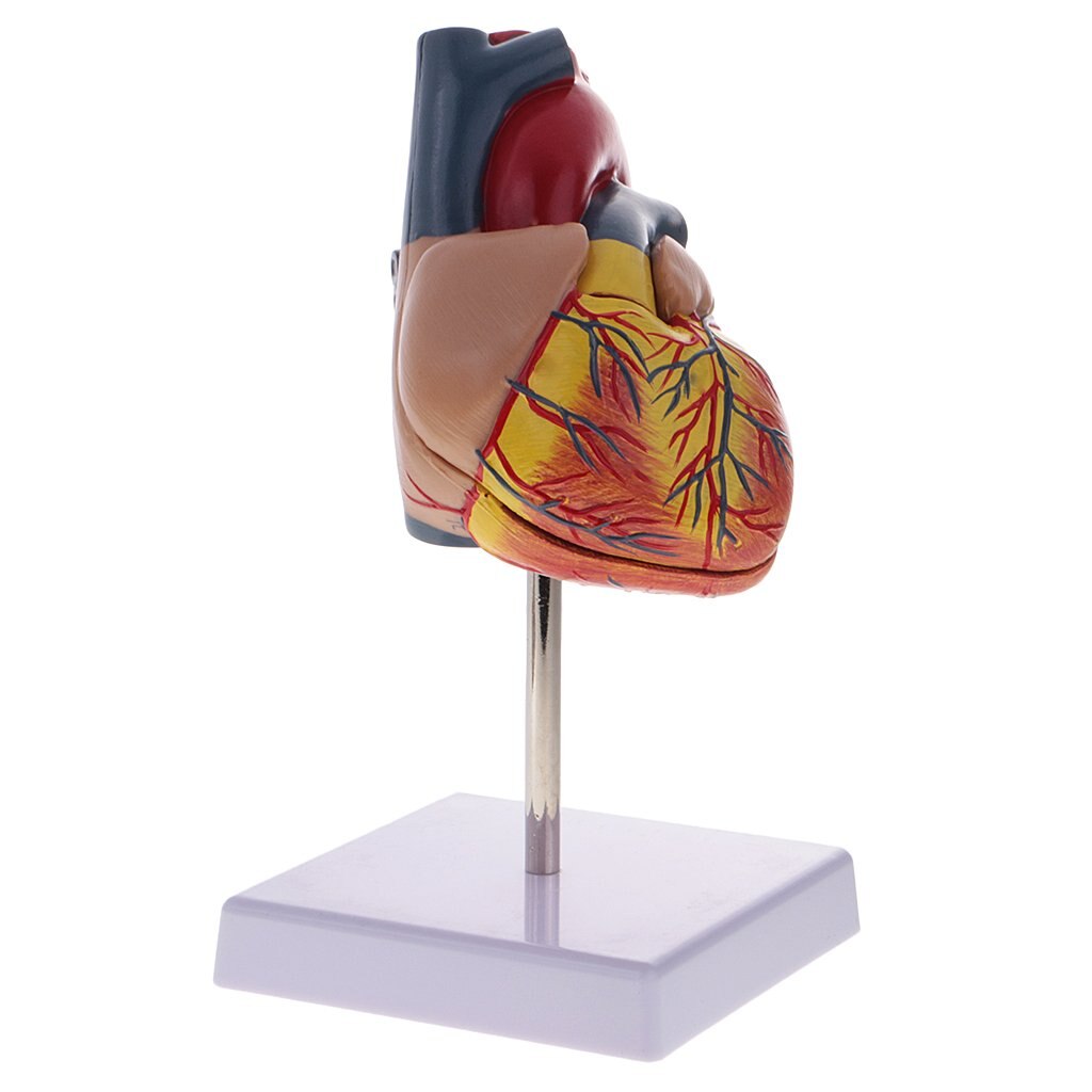 1: 1 Human Heart Organ Model Removable 2 Parts Anatomical Model for School Teaching Tool Learning Display Lab Supplies