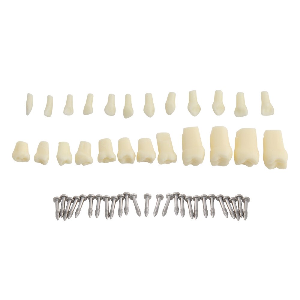 Dental Model Teeth Model Dental Teaching Model Standard Model with 32 Screw-in Teeths Demonstration Soft Hard Gum 28 24 Teeth: 24pcs Teeth