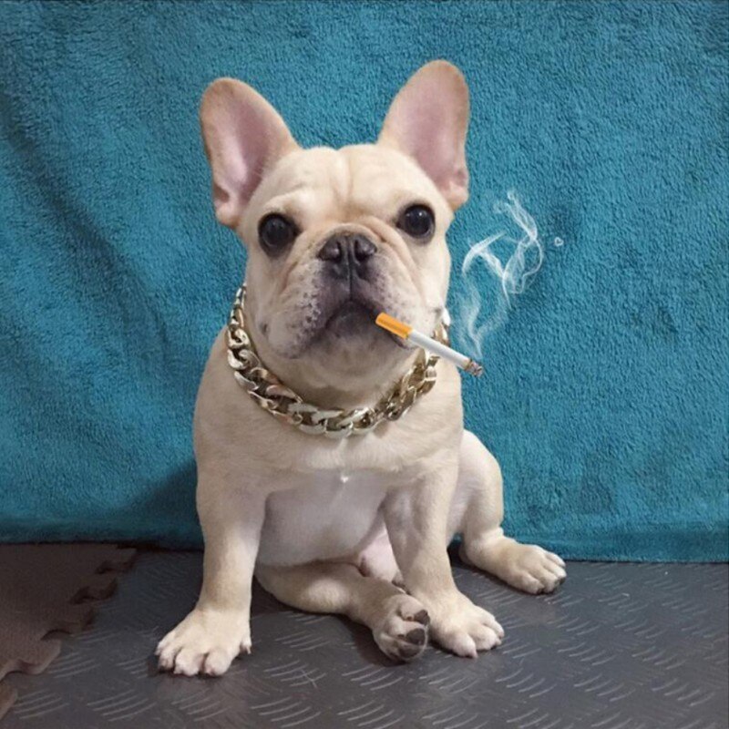 Lien cubain épais chaîne dorée chien chat animaux collier de sécurité collier pour animaux de compagnie pour Pit Bull, dogue, bouledogue, grandes races