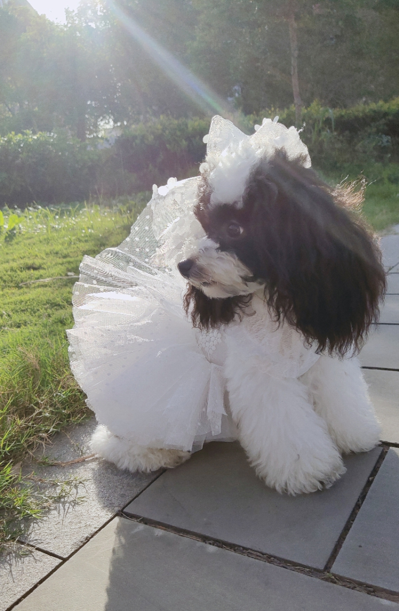 Suknia ślubna dla psa letnie ubranie dla psa ubrania dla psa spódniczka dla szczeniaka Yorkshire maltańnarty pomorski pudel Bichon kostium dla zwierząt sukienki dla psów