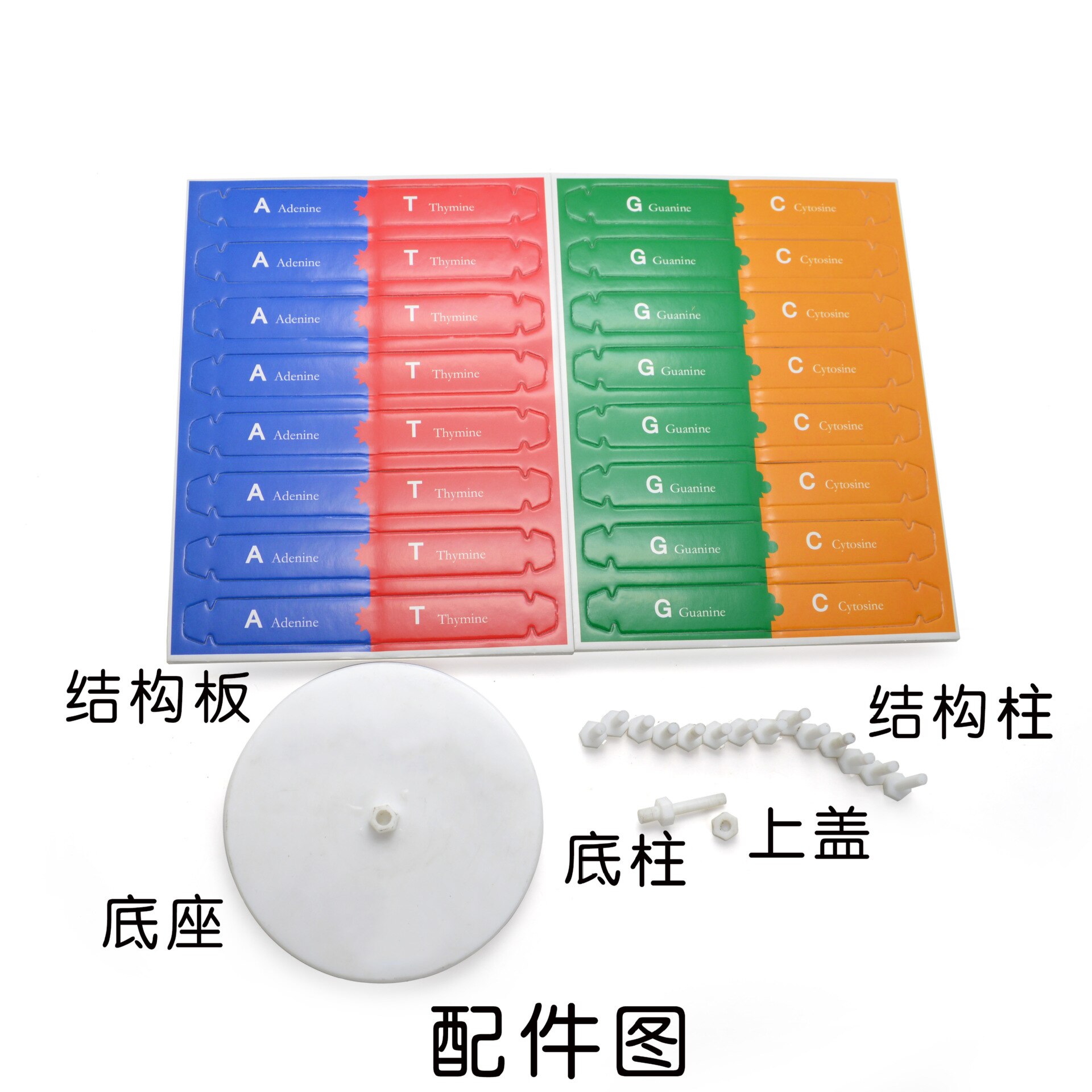 Menneskelige gener dna-modell dobbel helix-modell biologiske vitenskaper undervisning eksperimentutstyr klasseromsrekvisita