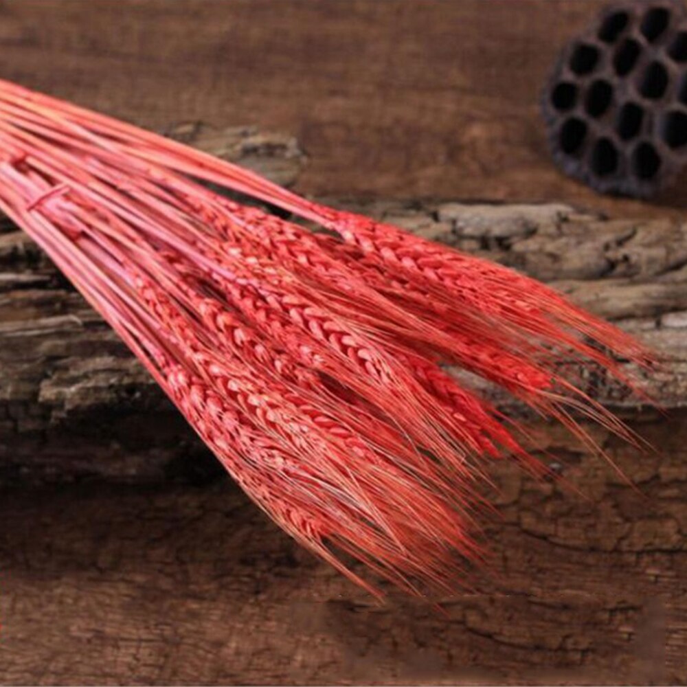 50Pcs/lot Real Wheat Ear Flower Natural Dried Flowers or Wedding Party Decoration DIY Craft Scrapbook Home Decor Wheat Bouquet: Red