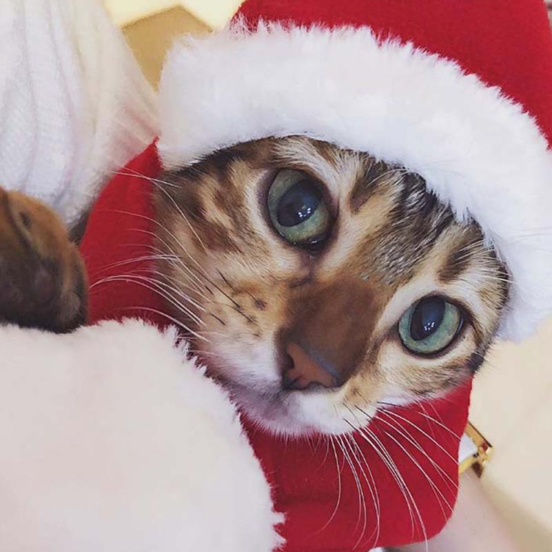 Sombrero de Papá Noel para perros y gatos, gorro de Papá Noel de para disfraz de Mascota de Año , gorro de Gatos de Navidad, suministros de decoración para perro, 1 ud.