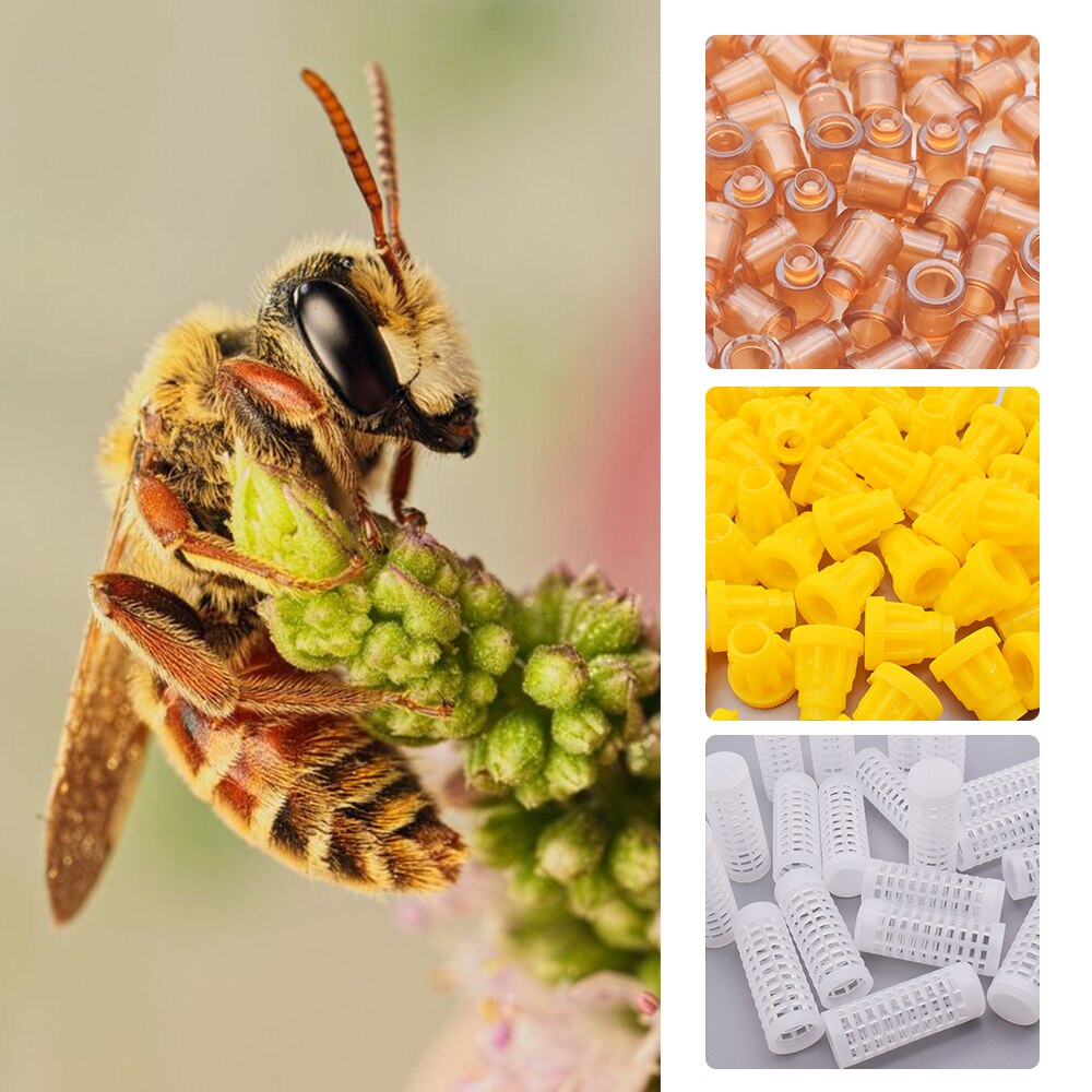 Boîte d'élevage d'abeille Kit d'élevage de reine incubateur d'abeille outil d'apiculture cellule de reine Kit complet d'élevage de reine système d'élevage apicole