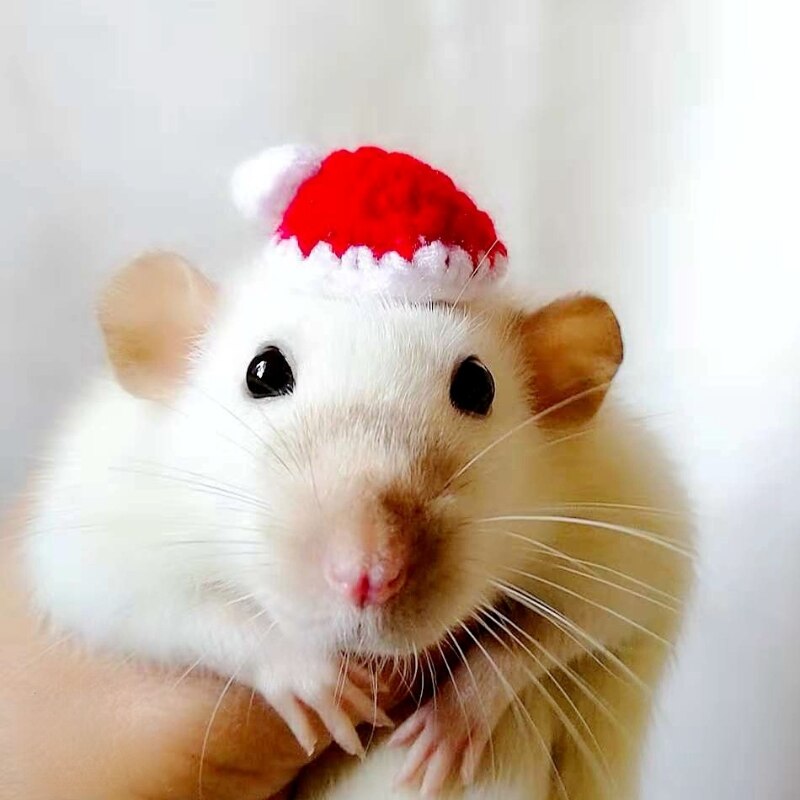 Streifenhörnchen Kleidung Streifenhörnchen Kleidung Hamster Kleidung Mini Hütte Kleine Hamster Winter Handgemachte Wolle Kleidung: Christmas Hut