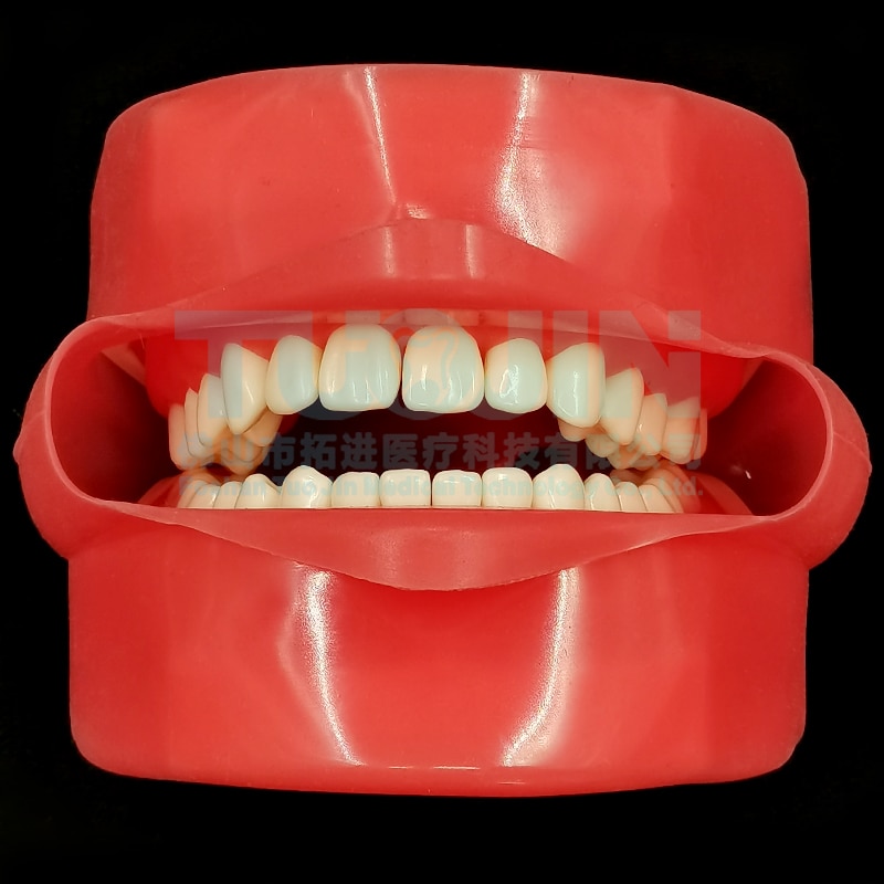 Dental Teeth Model Tooth Model With 28pcs Removable Typodent Teeth Practice For Students Dentistry Training Material Product