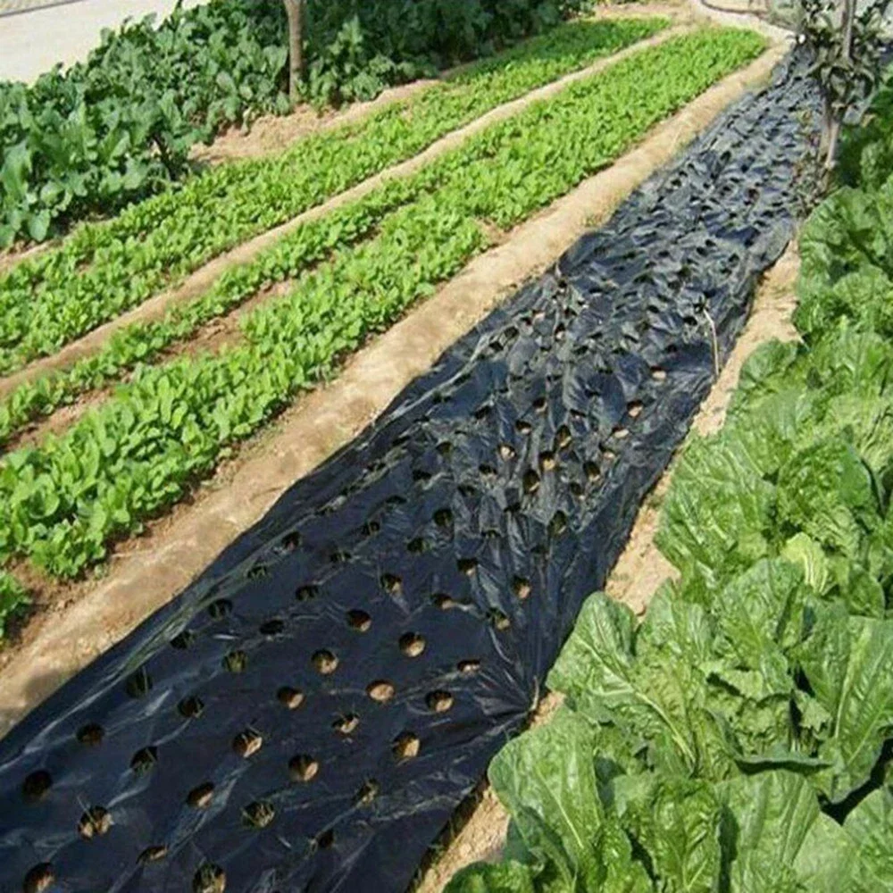 Perforierte Folie für Gartengewächshäuser wächst Ihr Gemüse mit unserer schwarzen Mulchfolie aus Kunststoff – perfekt zum Schutz von Pflanzen
