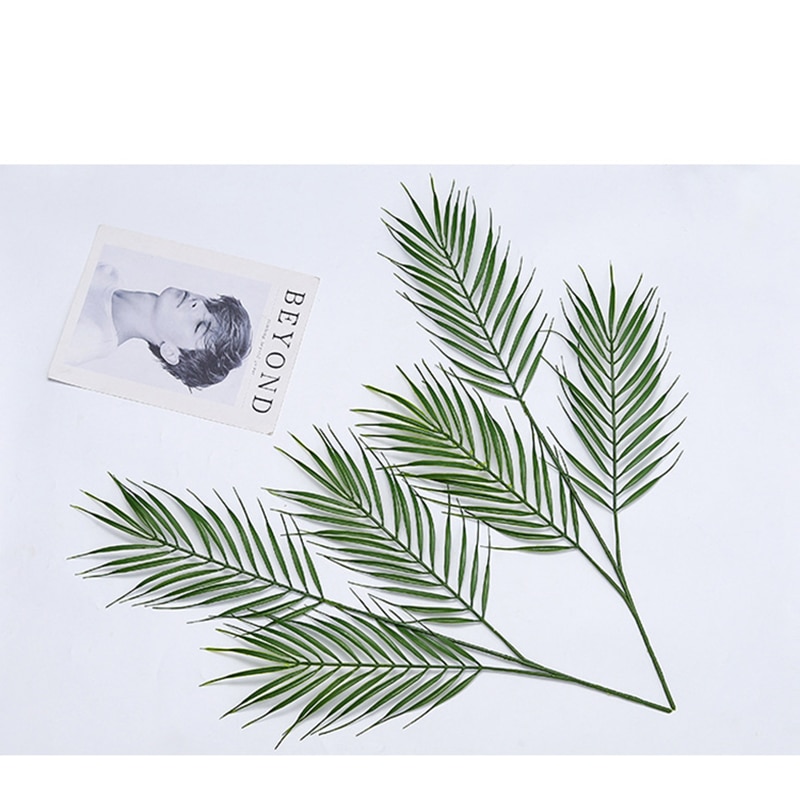 Kokospalm verzorgen: tips voor een tropische palm