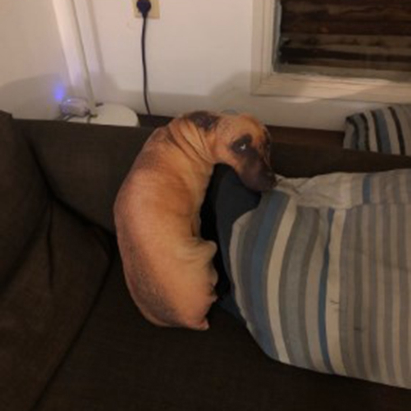 3D Leuke Bocht Hond Gedrukt Sierkussen Levensechte Dier Grappige Hond Hoofd Cosplay Kinderen Favoriete Speelgoed Kussen Voor Thuis: Default Title