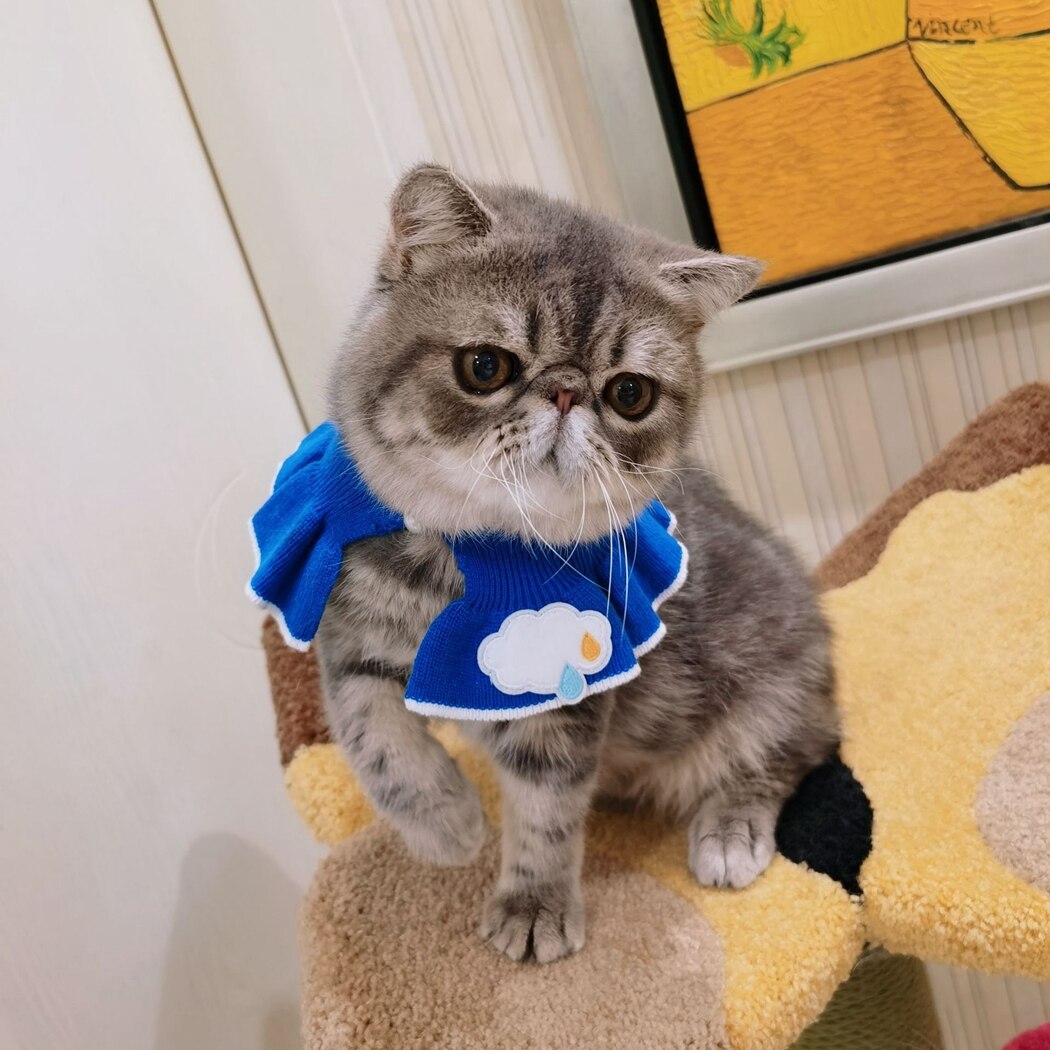 1szt. zwierzę domowe pies Kot śliniaczki pies Bandana śliniaczki szalik Słodkie obroże dla mały psy Neckerchief śliniaczek zwierzęta domowe psy koty Akcesoria