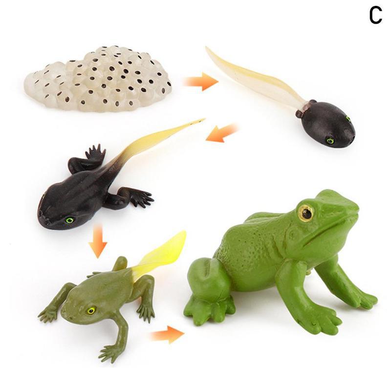 1 Set simulazione animali modello ciclo di vita giocattolo cognitivo rane/tartaruga/formica/zanzara/pollo modello ciclo di crescita giocattolo di educazione precoce: Frog