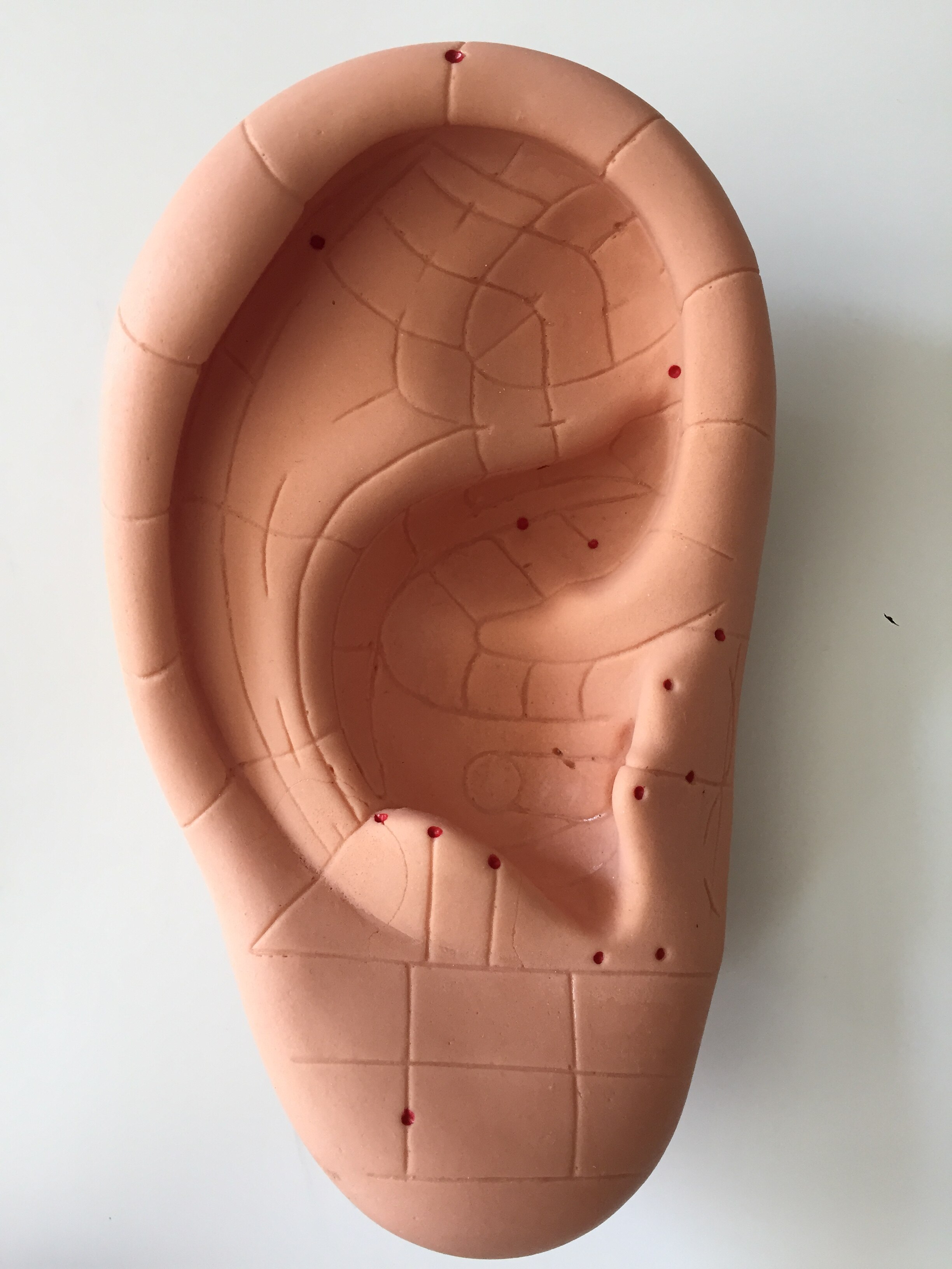 DIY oor gat model leeg oor acupunt model drum hun oor film op het oor