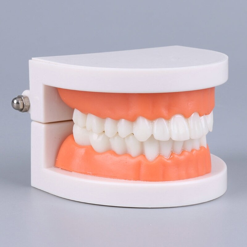 Standard Teeth Model Adult Standard Typodont Demonstration Denture Model Compatible w/ Kids Dental Teachig Clean Display