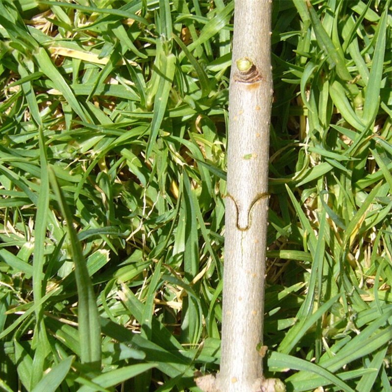 Grafting Pruner Garden Grafting Tool Branch Cutter Magic Pruning Plant Shears Boxes Fruit Tree Grafting Scissor