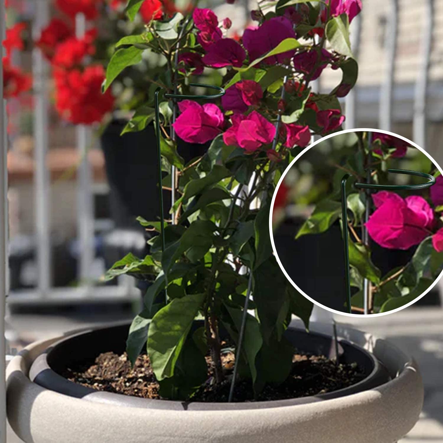 6Pack Plant Support Rod Steel Garden Single Stem Support Stake Plant Cage Support Ring for Flower Rose Tomato Orchid Lily Peony