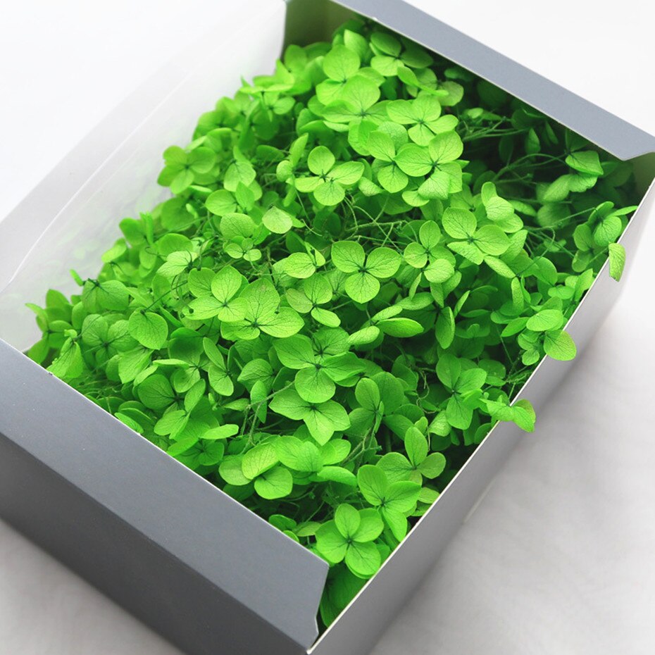 20g naturlige frisk hortensia tørket blomsterhode gjør-det-selv ekte evigblomstmateriale langtidskonservering falmer ikke: 6