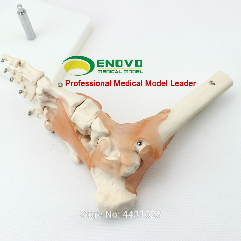 ENOVO Een anatomisch model van de menselijke voet gezamenlijke van de menselijke voet joint