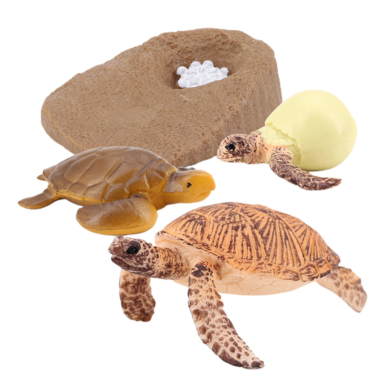 Modèle de Cycle de vie de tortue de mer 4 étape de croissance jouets de biologie Cognitive d'éducation d'enfants