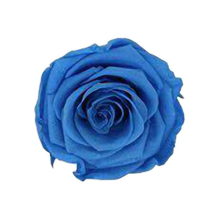 6 Roses Dried Flower Flower Head Eternal Flower B-class Wedding Family Decoration Valentine's Day Mother's Day