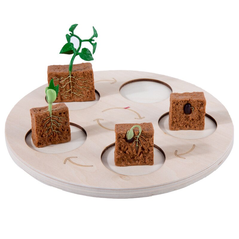 Montessori Teaching Aids Wooden Animal Life Cycle Board Children Toys Plant Growth Cycle Model Set Life Science Educational Toy: PLANT