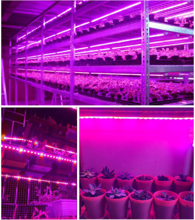Led vækstlys fuldt spektrum usb vækstlysstrimmel 0.5m 1m 2m 2835 chip led phyto lampe til planter blomster drivhus hydroponisk