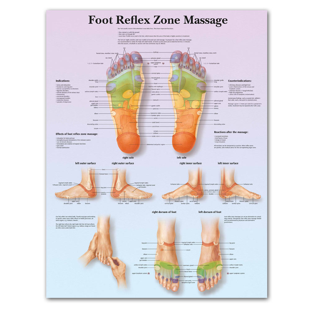 Anatomie Van Voet Anatomisch Grafieken Posters Anatomie Grafiek Voet Reflex Zone Canvas Muur Pictures Medische Onderwijs Artsen Kantoor