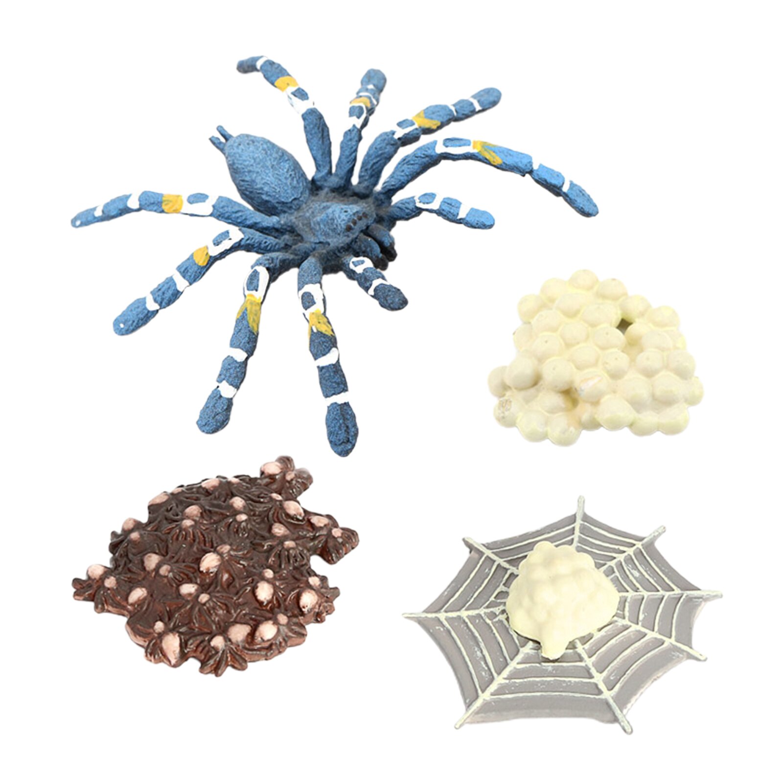 4 etapas del ciclo de la vida de un pájaro, comer, Araña, insectos, naturaleza, ciclo de vida, modelo de crecimiento, juego Prop, insecto, Animal, juguete Natural