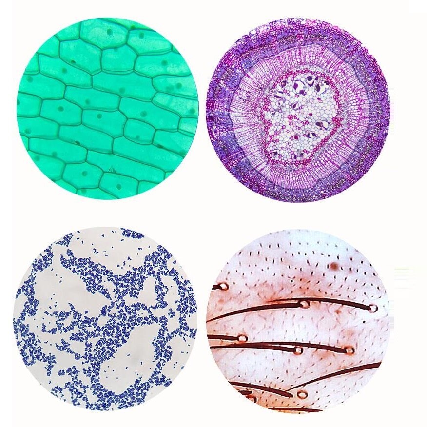 12 Pcs Microscope Slides Specimen Lens Biology Animals Insects Plants Flower Sample for Children Home School Science Educational