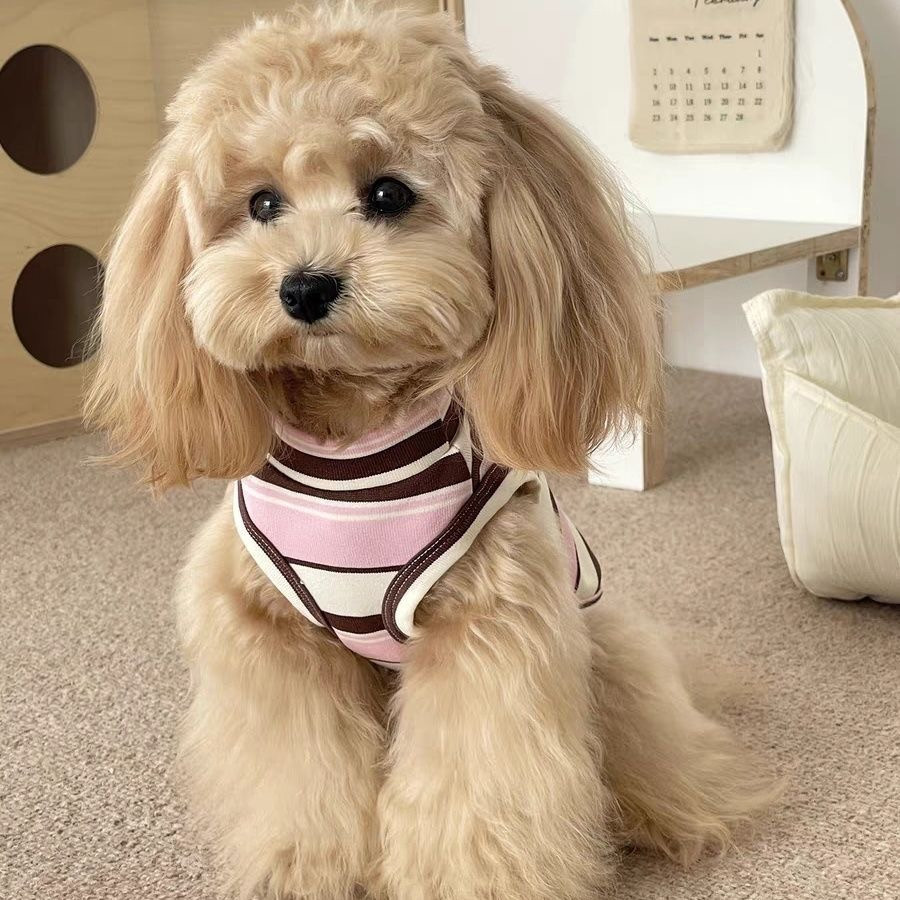 Colete Listrado Respirável para Gatos e Cães Pequenos: Roupa Refrescante para Schnauzer, Teddy e Yorkshire: XL / Rosa