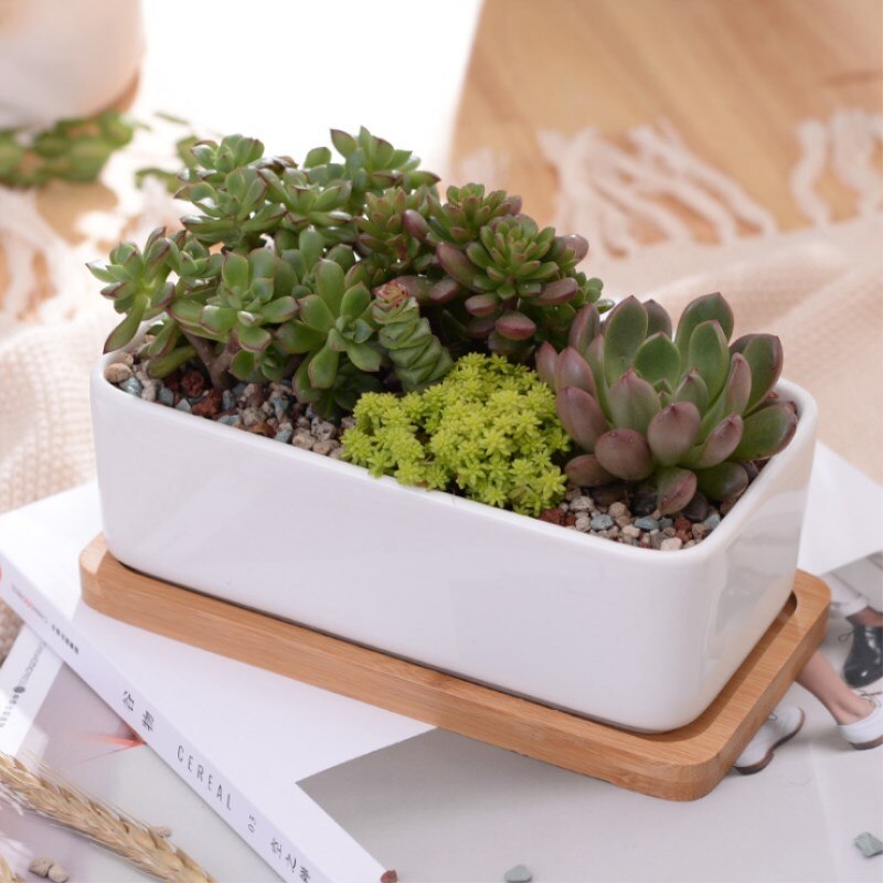 Macetas carnosas de cerámica minimalistas, rectangulares, blancas, para plantas suculentas, de porcelana, para escritorio, decoración del hogar Zakka