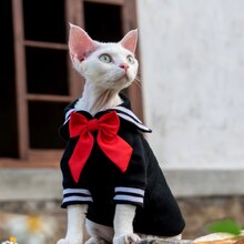 Hairless Cat Kleding Sphinx Deven Regenboog Ademend T-shirt Pet Kleding Voor Kleine Honden Shirt Kleding