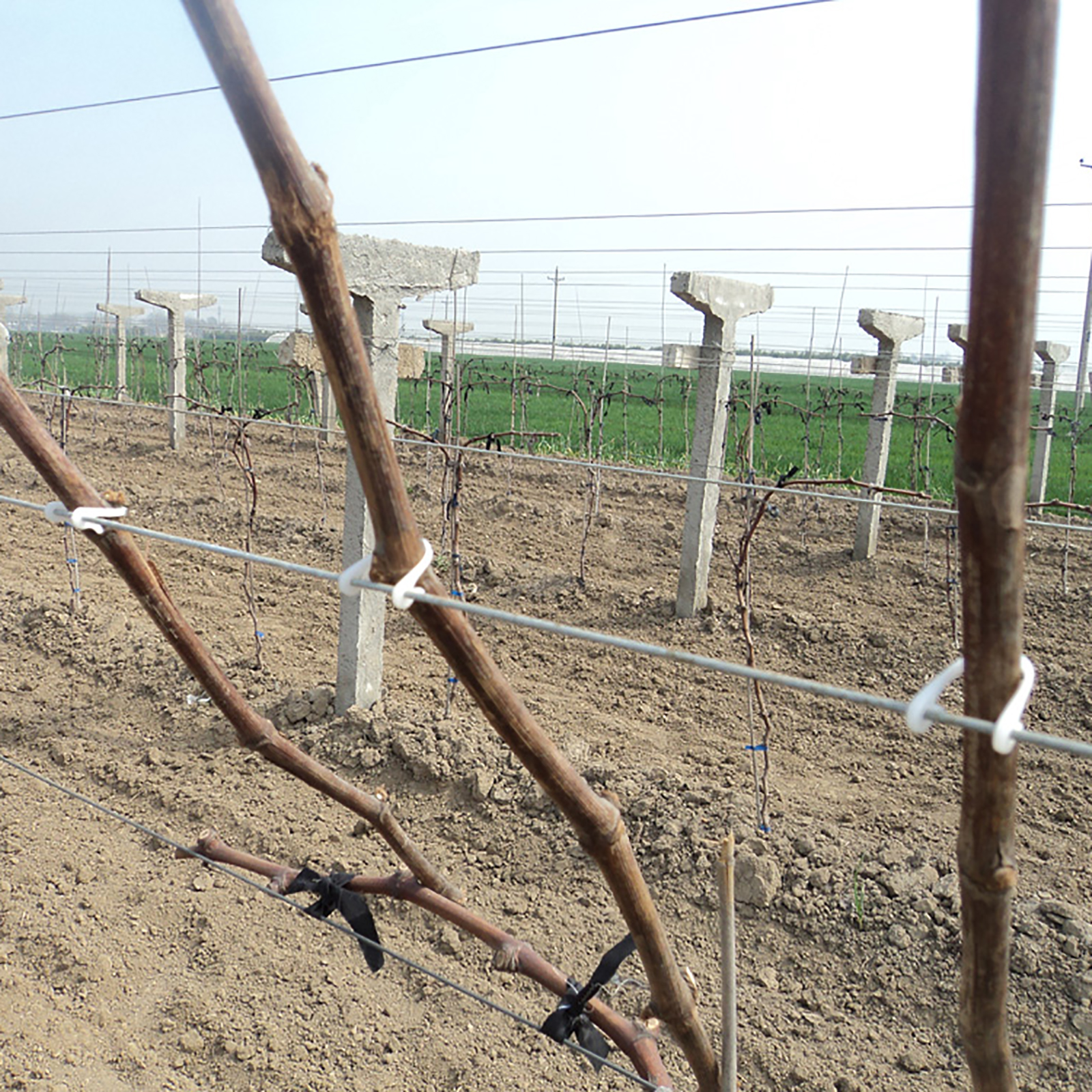 Gancho de amarre de vides de 1000 piezas, Clips de sujeción de tallo de tomate, kiwi, uva, pepino, rama de fruta vegetal, hebilla atada, soporte de escalada