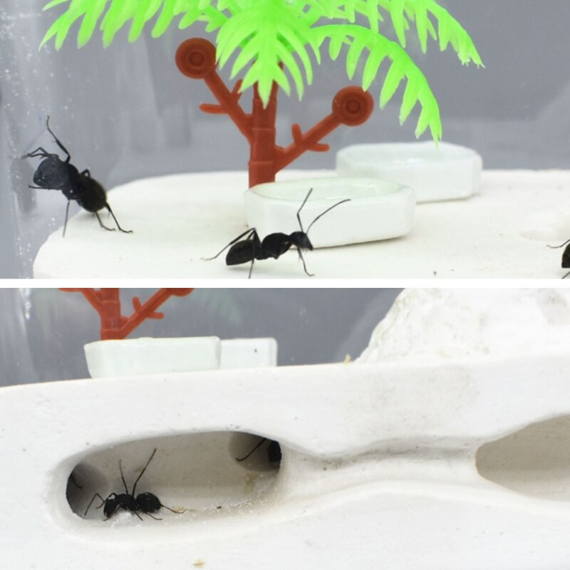 K5DC Ant Farm Clear Plastic Box Ant Plaster Home for Kids Study of Ant Behavior Ant Nest Farm Educational Formicarium for Ant