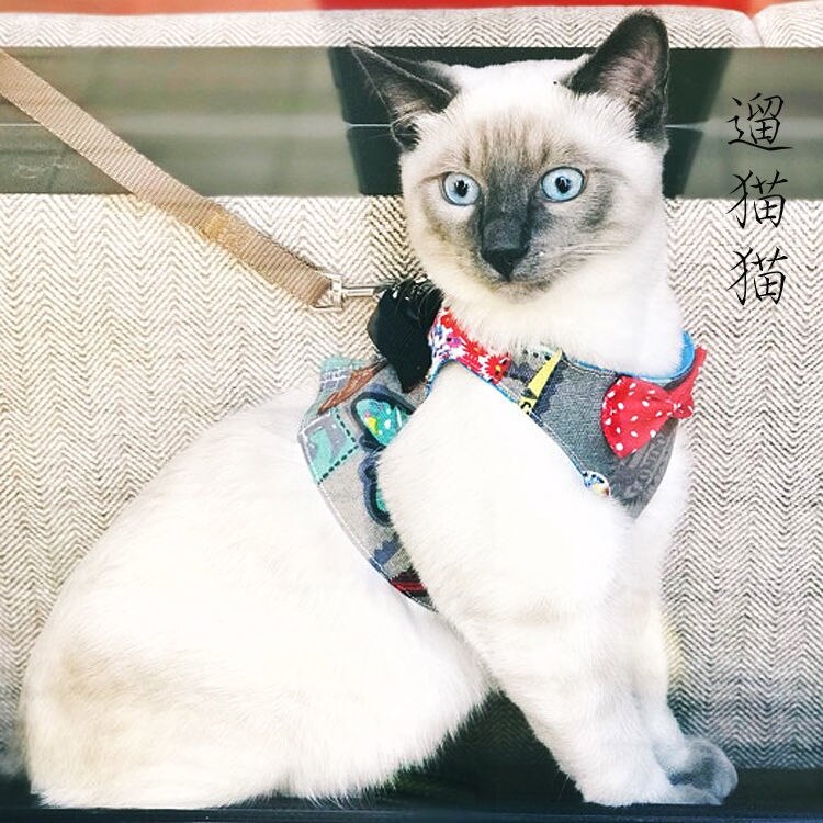 Cat's special traction rope walking cat rope cat chain to prevent from breaking free chest strap traction belt cat rope pet