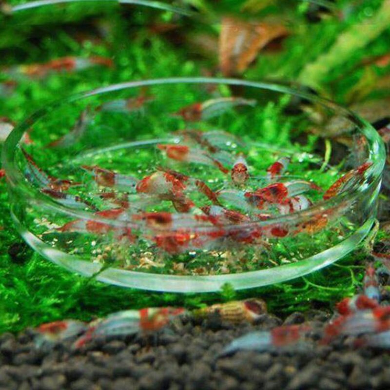 Cuencos de alimentación de cristal transparente para acuario, bandeja alimentadora de comida de gambas para comer, redondo, barato, , 1 unidad