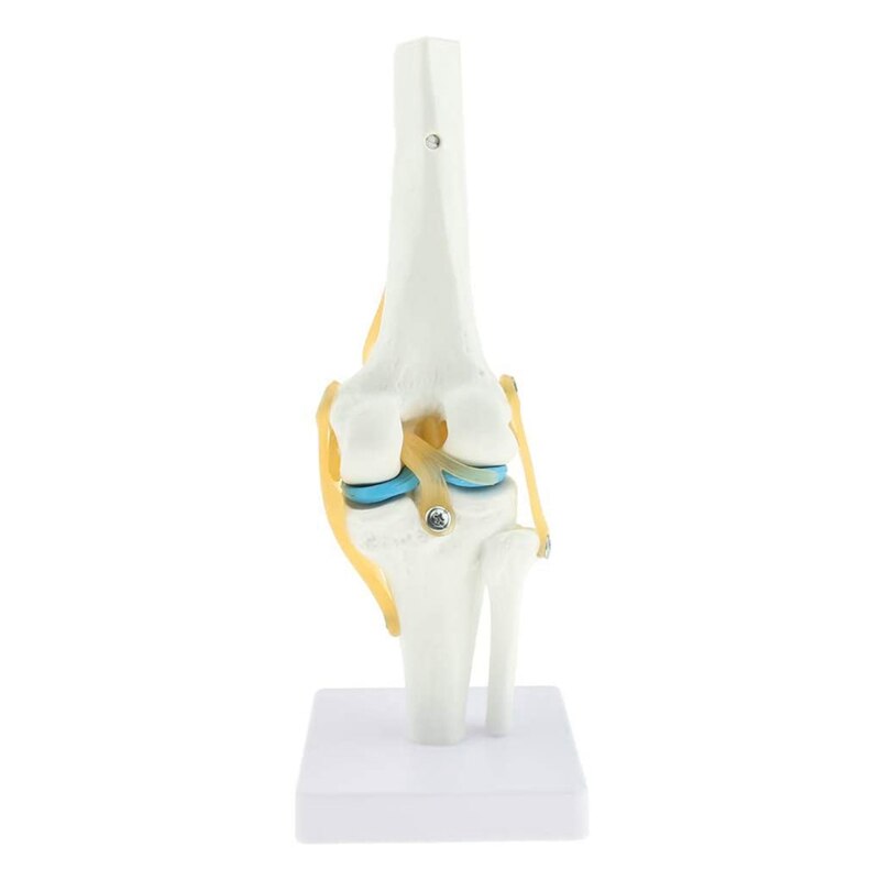 1:1 Levensgrote Knie Anatomisch Model (Menselijk Functionele Knie Ligament Model)