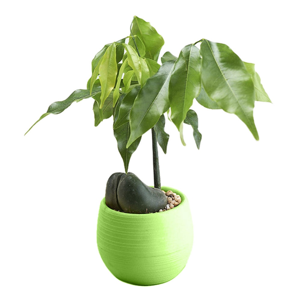 Eco-friendly Colourful Mini Round Plastic Plant Flower Pot Garden Home Office Flower-Pots Planter Floor-Decoration Plan