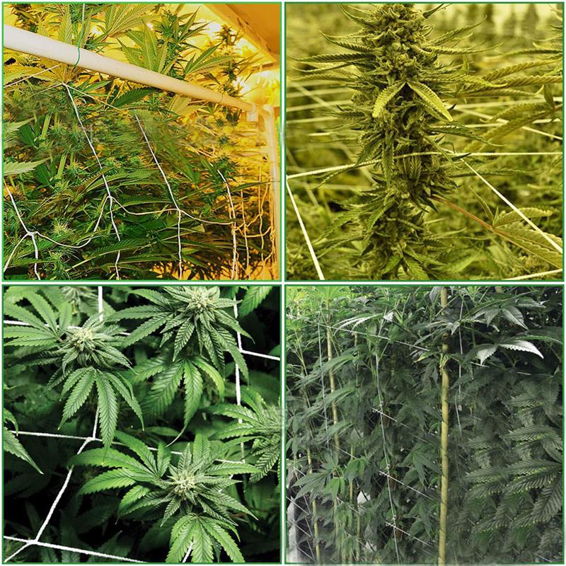 Wit tuinklimnet (klein) plantenklimnet klein tuinieren tuinbenodigdheden