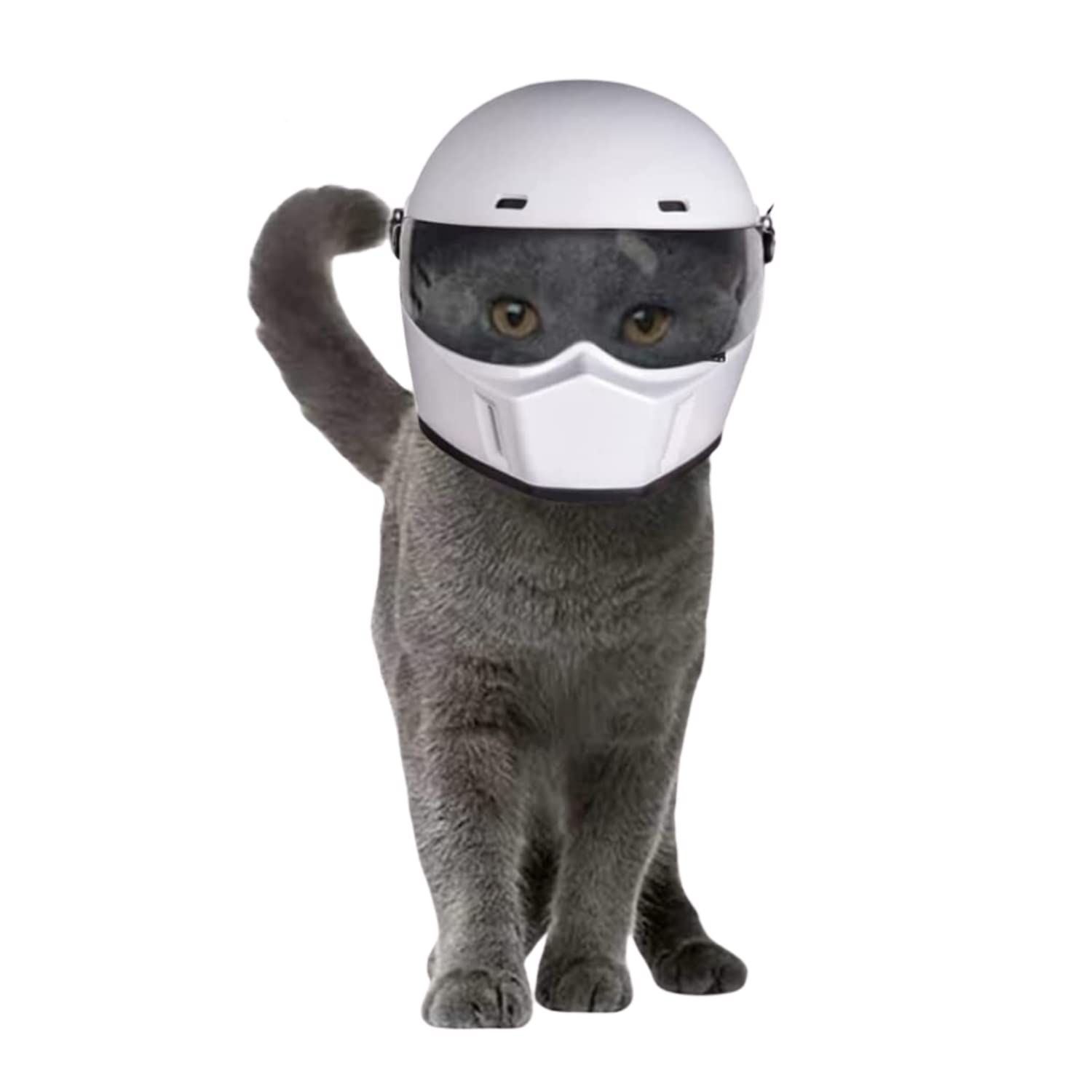 Casque de moto intégral pour animaux de compagnie, extérieur, moto, vélo, équitation, chat, chien, chien, chien, chiot, chaton
