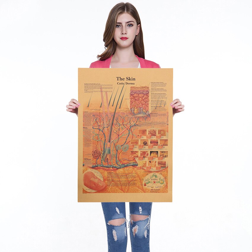 Kroppsstruktur nervesystem plakat kafé barer kjøkken dekor plakater årgang kraftpapir plakat retro veggklistremerker 42 x 30cm: 6