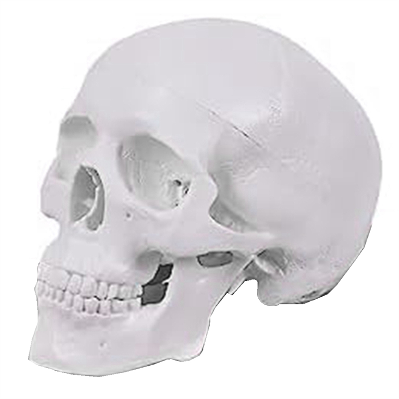 ABCD Mini Human Skull Model, 3 Parts Anatomical Skull Model with Removable Skull Cap and Articulated Mandible