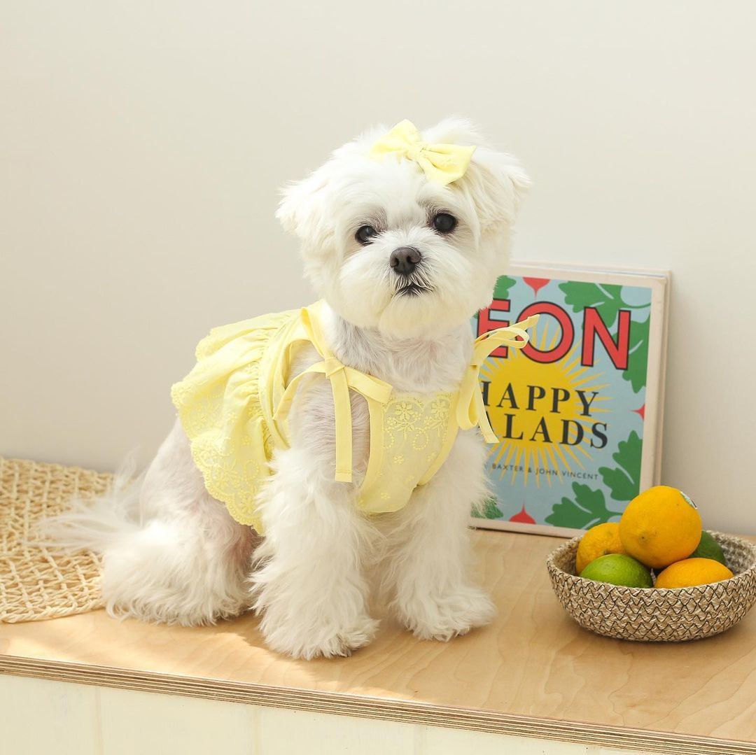 CUTE INS Lace Pet Dog Dress Summer Cotton Dog Clothes For Puppy Dogs Suspender Skirt With Hairpin Chihuahua Costume Cute Dress: Yellow / L