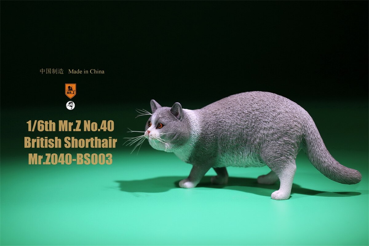 Mr.Z Studio 1:6 British Shorthair Cat Figure Cute Pet Animal Model Collector Toys Gfit Simulation Home Decoration Unisex: 003