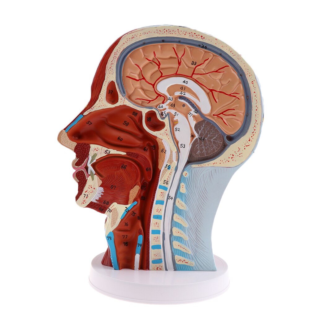 Modèle de plan Sagittal médiane | Modèle de tête pour l'enseignement et la présentation